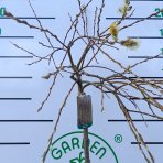 Vŕba rakytová (Salix caprea) ´KILMARNOCK´ - výška 170-180 cm, kont. C3L - NA KMIENKU